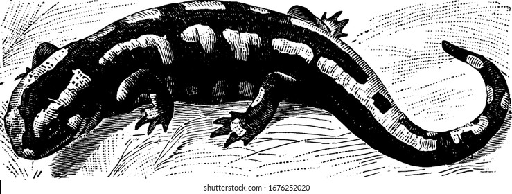 A group of amphibians, a lizard-like appearance, with slender bodies, blunt snouts, short limbs projecting at right angles to the body, and a tail, vintage line drawing or engraving illustration.