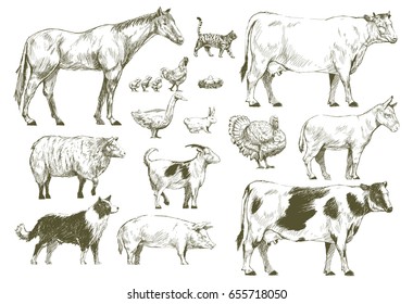 Group of animals vector drawing