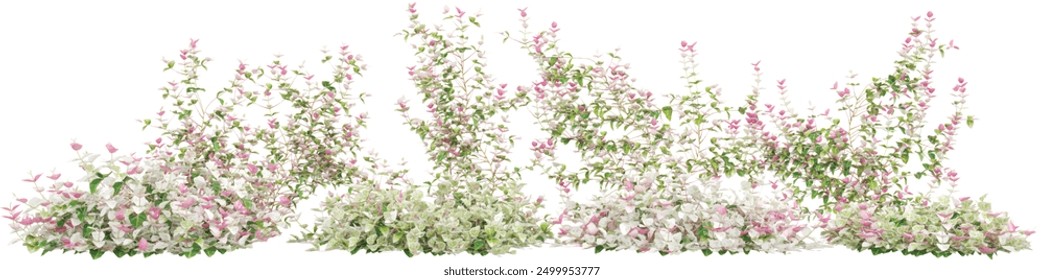 Group of Asiatic jasmine variegated creeper plants, isolated on white background. 3D render