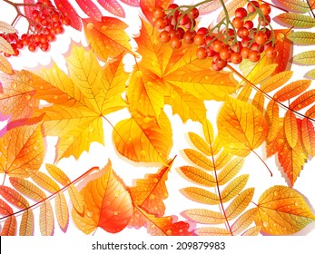 Group autumn multicilor leaves on white. EPS10