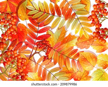 Group autumn multicilor leaves on white. EPS10