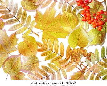 Group autumn multicilor leaves on white. EPS10