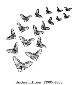 group of beautiful butterflies flying