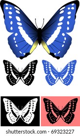Group of beautiful butterflies on a colored background;