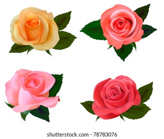 Group of a beauty roses on a white background. Vector.