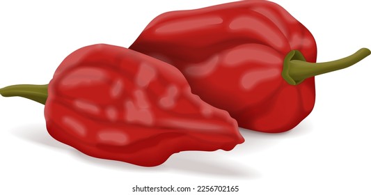 Grupo de Bhut Jolokia pimientos de chile fantasma. Naga jolokia. U-morok. Capsicum chinense. Pimienta picante. Pimienta chile. Frescas, orgánicas, crudas, vegetales. Ilustración vectorial aislada en fondo blanco.