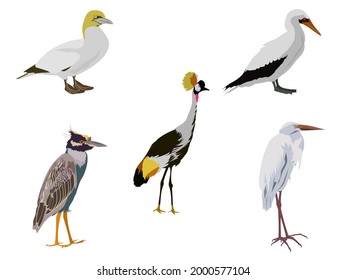 a group of birds on a white background