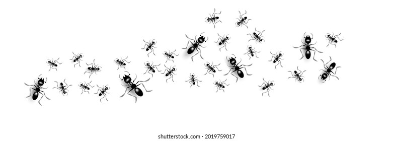 Group of black ants with shadow on white banner background