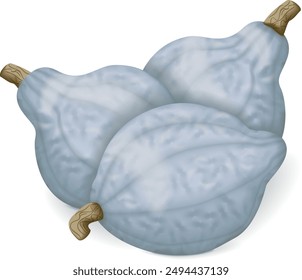 Group of Blue hubbard squash. Winter squash. Cucurbita maxima. Fruits and vegetables. Isolated vector illustration.