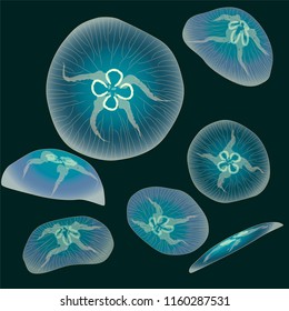 Group of blue jellyfishs on dark background, vector illustration