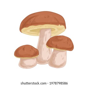 Group of boletus fungi. Porcini mushroom composition. Fresh edible raw fungus. Organic natural forest food. Colored hand-drawn vector illustration isolated on white background