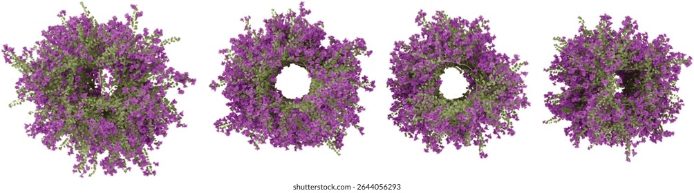 Group of Bougainvillea creeper plants isolated on transparent background from the top view
