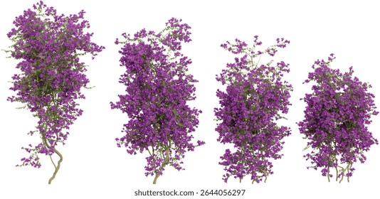 Group of Bougainvillea creeper plants isolated on transparent background