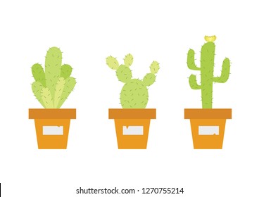 a group of cactus plant