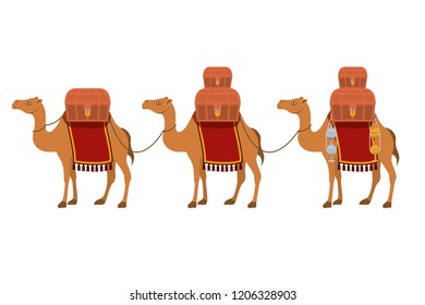 group of camels transport trunks