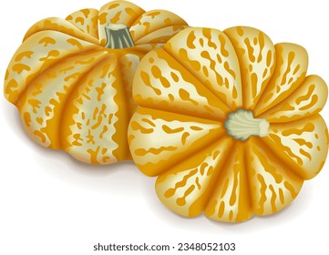 Group of Carnival winter squash. Cucurbita pepo. Fresh, organic, raw fruits and vegetables. Isolated vector illustration.