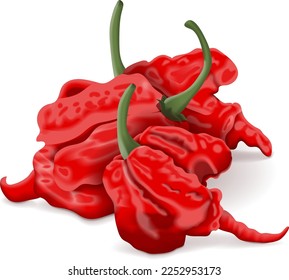 Group of Carolina Reaper peppers. HP22B. Capsicum chinense. Superhot or extremely hot chile pepper. Chili pepper. Fresh organic vegetables. Vector illustration isolated on white background.