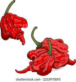 Group of Carolina Reaper peppers. HP22B. Capsicum chinense. Superhot or extremely hot chile pepper. Chili pepper. Vegetables. Cartoon style. Vector illustration isolated on white background.