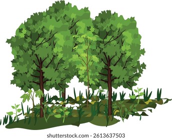 Group of cartoon deciduous trees with green crowns and herbaceous plants isolated on white background