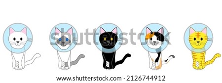 A group of cats with elizabethan collar 