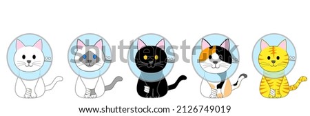 A group of cats with elizabethan collar 