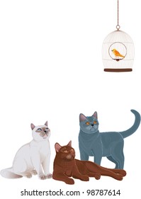 Group of cats looking at the bird cage over white background. Each cat is grouped.