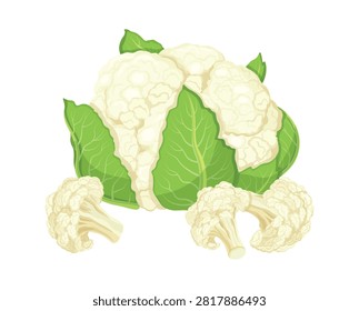Group of cauliflower and inflorescences in cartoon style.Vector illustration of fresh,tasty cauliflower with green leaves, cut inflorescences isolated on white background.Healthy, seasonal vegetables.