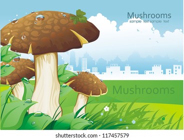 A group of ceps mushrooms.