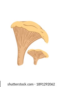 Group of Chanterelle mushroom fresh edible organic fungus vegetarian plant flat vector illustration isolated on white background