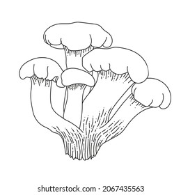 Group of Chanterelle mushroom. llustration of mushrooms growing in the forest. Hand drown mushroom. Line art illustration. Mushroom isolated. Doodle illustration mushroom.