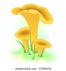 Group of chanterelle mushrooms on green grass