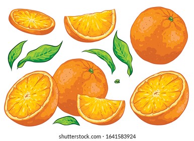 Group of citrus fruit cut oranges, orange slice and leaves. Isolated on white background. Orange illustration, hand drawn vector. Colorful fruits cartoon.