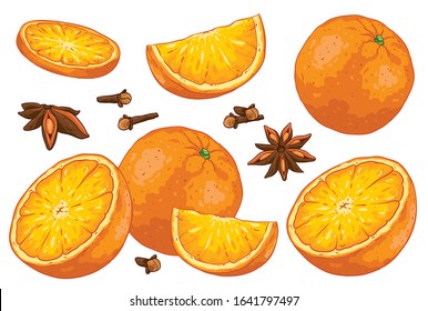 Group Of Citrus Fruit Cut Oranges, Orange Slice And Leaves, Clove And Star Anise. Isolated On White Background. Orange And Winter Spices Illustration, Hand Drawn Vector. Colorful Fruits Cartoon.