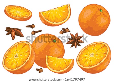 Group of citrus fruit cut oranges, orange slice and leaves, clove and star anise. Isolated on white background. Orange and winter spices illustration, hand drawn vector. Colorful fruits cartoon.