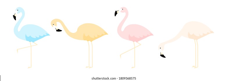 Group of colorful flamingo in different poses cartoon vector illustration isolated on white. Blue, orange, pink and light flamingo set.