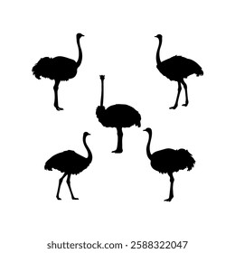 Group of common ostrich silhouette vector flat illustration design on white background.