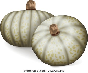 Group of Confection squash. Winter squash. Cucurbita maxima. Fruits and vegetables. Isolated vector illustration.