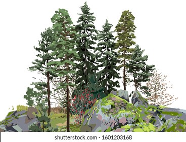 Group of coniferous trees among the rocks, covered with moss. Vector natural illustration