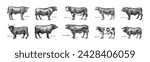 A Group Of Cows Standing Next To Each Other On A White Background. Farm cattle bulls. Different breeds of domestic animals. Engraved hand drawn monochrome sketch. Vintage line art.