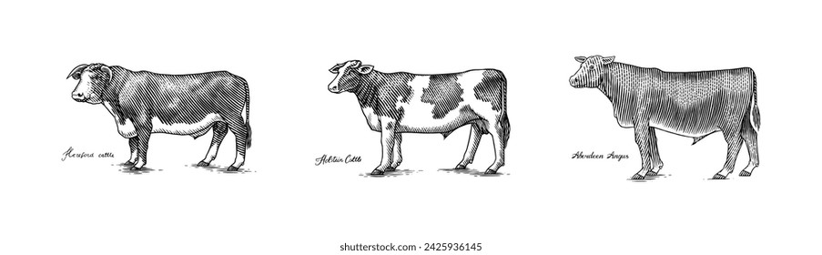 A Group Of Cows Standing Next To Each Other On A White Background. Farm cattle bulls. Different breeds of domestic animals. Engraved hand drawn monochrome sketch. Vintage line art.