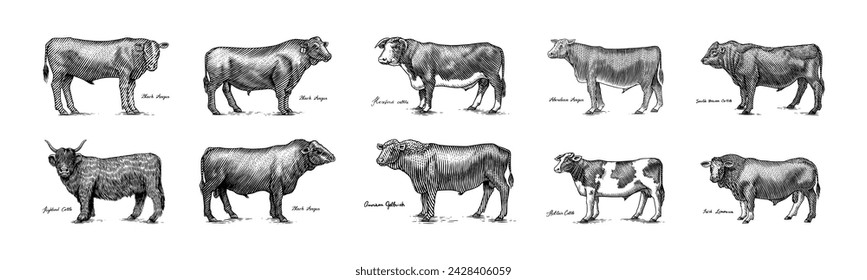 A Group Of Cows Standing Next To Each Other On A White Background. Farm cattle bulls. Different breeds of domestic animals. Engraved hand drawn monochrome sketch. Vintage line art.