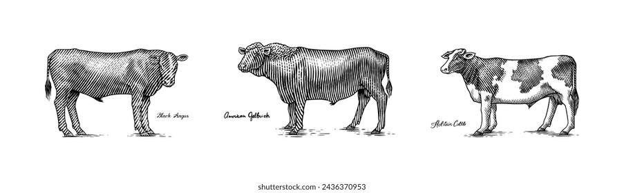 A Group Of Cows Standing Next To Each Other On A White Background. Farm cattle bulls. Different breeds of domestic animals. Engraved hand drawn monochrome sketch. Vintage line art.