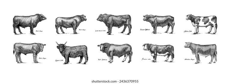 A Group Of Cows Standing Next To Each Other On A White Background. Farm cattle bulls. Different breeds of domestic animals. Engraved hand drawn monochrome sketch. Vintage line art.