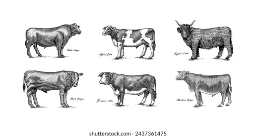 A Group Of Cows Standing Next To Each Other On A White Background. Farm cattle bulls. Different breeds of domestic animals. Engraved hand drawn monochrome sketch. Vintage line art.