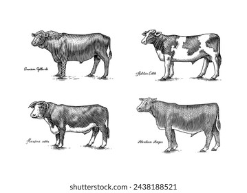 A Group Of Cows Standing Next To Each Other On A White Background. Farm cattle bulls. Different breeds of domestic animals. Engraved hand drawn monochrome sketch. Vintage line art.