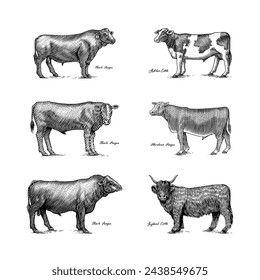 A Group Of Cows Standing Next To Each Other On A White Background. Farm cattle bulls. Different breeds of domestic animals. Engraved hand drawn monochrome sketch. Vintage line art.