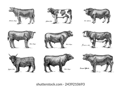 A Group Of Cows Standing Next To Each Other On A White Background. Farm cattle bulls. Different breeds of domestic animals. Engraved hand drawn monochrome sketch. Vintage line art.