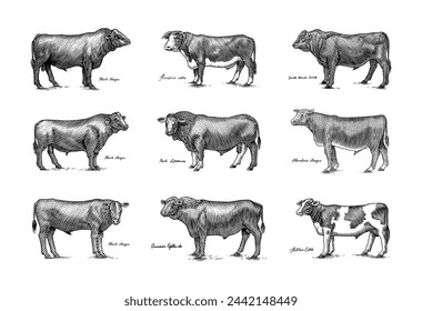 A Group Of Cows Standing Next To Each Other On A White Background. Farm cattle bulls. Different breeds of domestic animals. Engraved hand drawn monochrome sketch. Vintage line art.