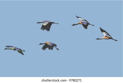 A group of cranes flying