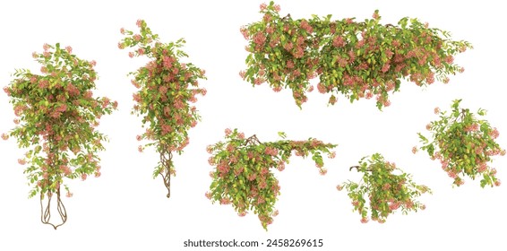 Group of creeper plants, isolated on transparent background